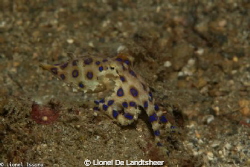 Blue O-Ring Octopus Lembeh Strait !!! 105mm Lens, Iso 160... by Lionel De Landtsheer 